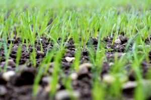 fertilisant